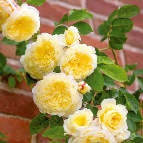 Gardenaria Rosa 'The Pilgrim' - Rosa da giardino - Altezza: 40/50 cm (vaso20) (1/5)