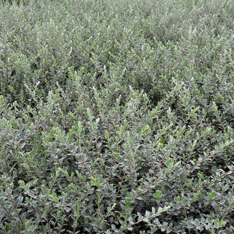 Saule rampant 'nitida' - Salix repens nitida  - 30-40 cm pot