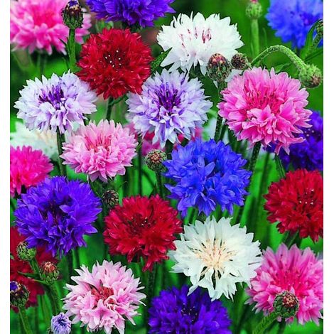 500 Kornblumensamen mit Punkten - Wildblumensamen - Mehrjährige Blumensamen - Leicht anzubauen, geeignet für die Pflanzung im Freien