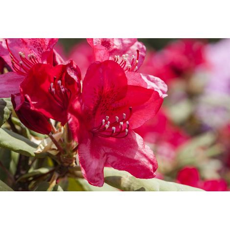 Rhododendron 'Hachmann´s Feuerschein'® Rhododendron Hybr.'Hachm.Feuerschein' -R- C 5 30- 40 (1/5)