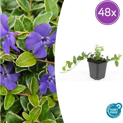 Lot de 48 Pervenches Vinca minor 'Ralph Shugert' Couvre-sol Persistant Fleurs Lavande Ø 9 cm - PANGIVO (1/5)