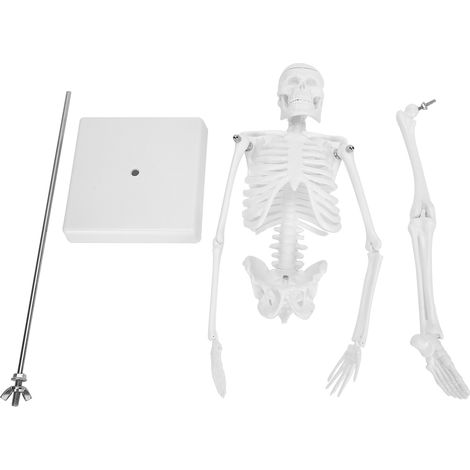 Modèle De Squelette Humain - 45 Cm - Membres Mobiles - Pour Enseignement Scientifique Et Apprentissage Anatomique - 1 Pièce
