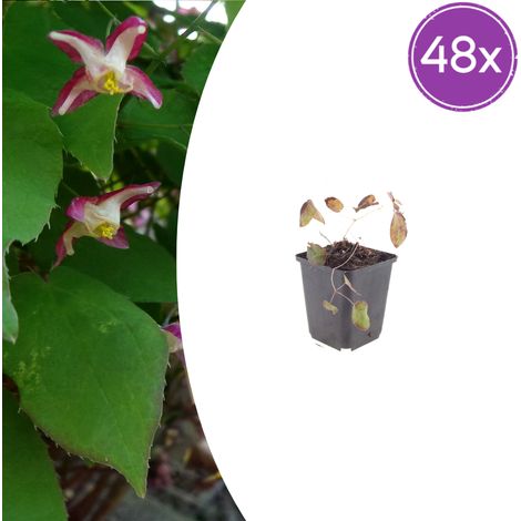 Lot de 48 Epimedium rubrum Fleur des Elfes Couvre-sol Ombre Rose Rougeâtre Pot Ø 9cm 10-25cm - PANGIVO (1/5)