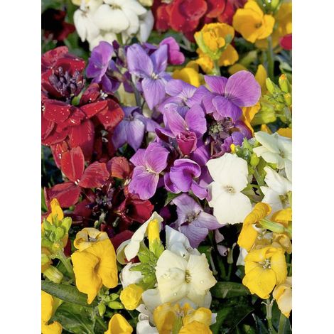 Giroflée ravenelle, Rameau d'or 'Sugar Rush F1 hybride' le sachet de 20 graines (1/2)