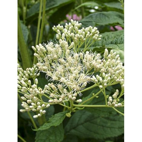 Eupatoire fistuleuse 'Bartered Bride' Godet de 8/9 cm (1/2)