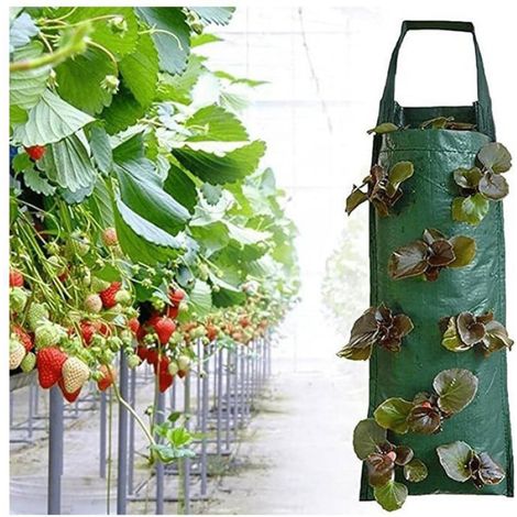 8 sacs de culture de fraises suspendus (1/4)