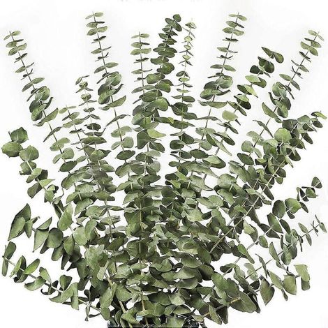 12 branches d'eucalyptus séchées, tiges vertes, 43 cm (17 pouces), 100 % naturelles.