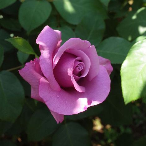 Gardenaria Rosa 'Charles De Gaulle' - Rosa da giardino - Altezza: 40/50 cm (vaso20) (1/2)