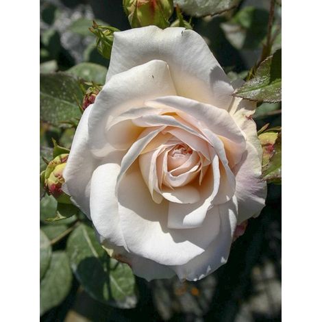 Rosier moderne 'Gruss An Aachen' Pot de 4L/5L (1/4)