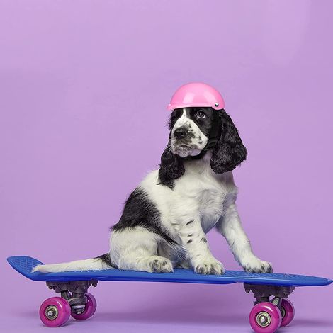1 Casque de protection pour chien, ABS durable, sangle ajustable, imperméable, pour moto vélo extérieur