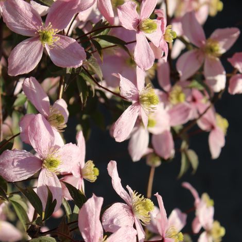 Clematite - Clematis montana Rubens 70cm (1/5)