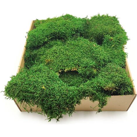 Flachmoos – Schweden – Mittelgrün Natur 500 g