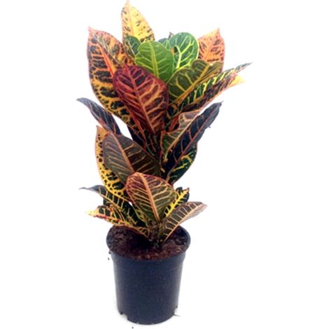 Planta Natural Croton Petra en Maceta M17