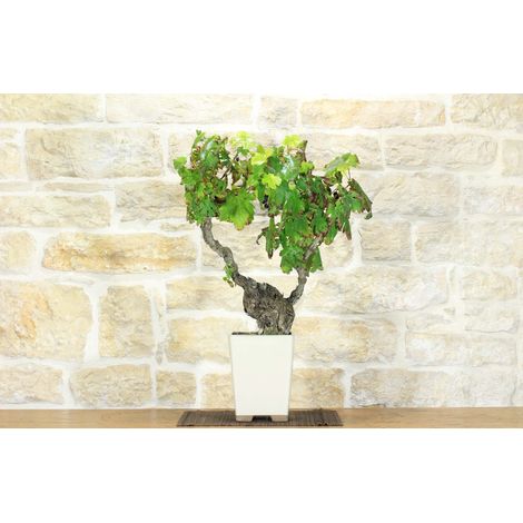Bonsai di Vite (107) (1/5)