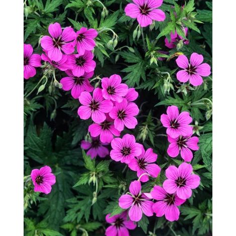 Plantes en ligne - Plantes de jardin - Vivaces - Lot de 1 - Géranium 'Patricia' - Pot de 2 litres - Plante (1/2)