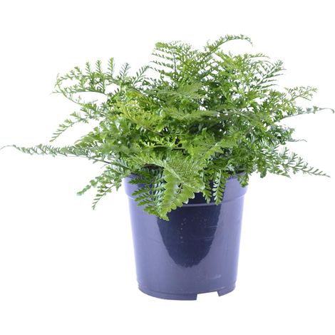 Asplenium Parvati - Fougère d'intérieur Décorative Spleenwort - Pot Ø21 cm - Hauteur 40 cm - PANGIVO (1/4)