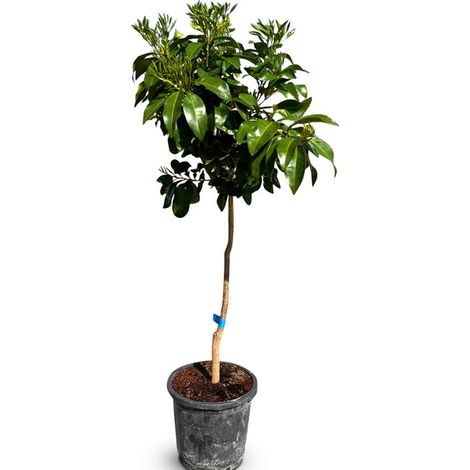 Pamplemousse - Citrus Paradisi - Agrumier - Arbre fruitier - 8