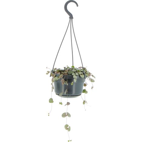 Ceropegia Woodii - Vaso da Coltura Ø 14 cm