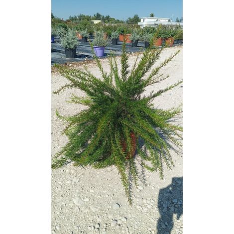 Grevillea Juniperina Pot 24 cm Arbuste Persistant Tapissant (1/2)