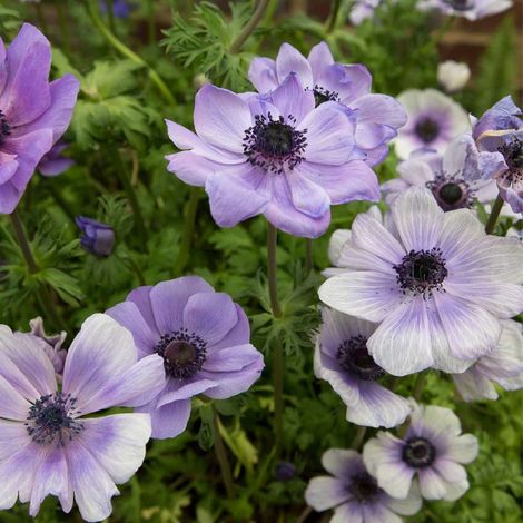 bulbi di ANEMONE DE CAEN MIX 5/6