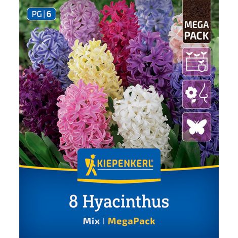 Kiepenkerl Herbstblumenzwiebel Hyazinthen Hyacinthus orientalis Mischung 8 Stück (1/2)