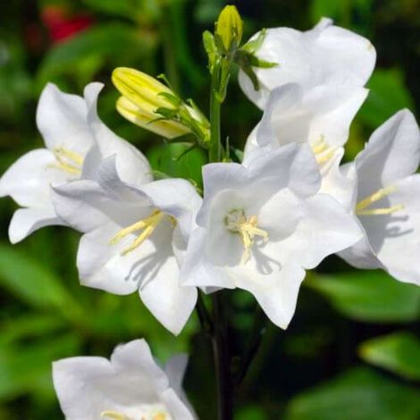 Pépinières Naudet – 3 Campanules à feuilles de pêcher – Plante vivace violette – Rustique jusqu'à -15°C – Pour balcon et massif – Fleurit de juin à août