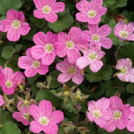 3 Becs-de-grue variable 'Bishop Form' (Erodium variabile Bishop Form) (1/5)