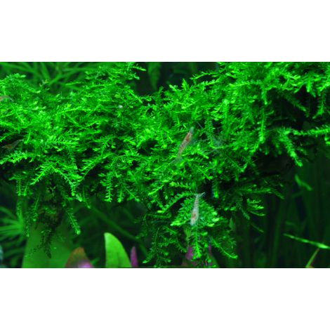 Aquarium Pflanze In Vitro 3 Stück Moos Vesicularia ferriei 'Weeping' Wasserpflanze Nr.003B TC Set