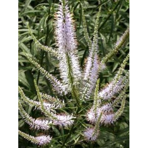 Veronicastrum virginicum 'Lavendelturm' Pot de 2L/3L