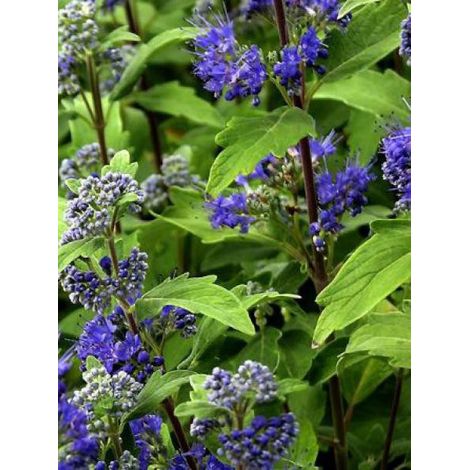 Barbe-bleue, Spirée bleue 'Grand Blue'® Pot de 2L/3L