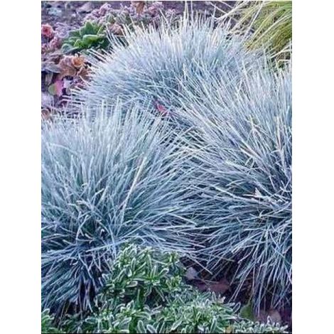 Fétuque bleue 'Intense Blue'® Pot de 2L/3L (1/2)