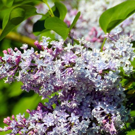 Pépinières Naudet – Lilas commun (Syringa vulgaris) – Arbuste parfumé à fleurs violettes – Hauteur à maturité 3-5m – Rusticité jusqu'à -15°C (1/3)