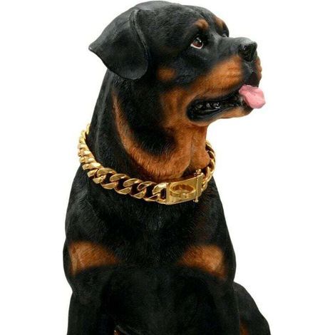 Collier en pour Chien en Or avec Boucle de Conception sécurisée, résistant à la Mastication(Or, 18'') (1/5)