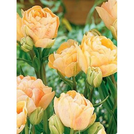 Tulipe double tardive 'Charming Lady' Bulbe calibre 11+ (par 6) (1/2)