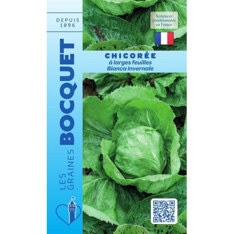 Chicorée à large feuille Bianca Invernale - 3g