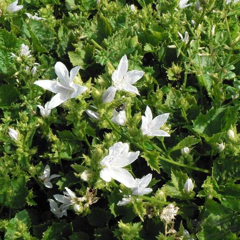 4 x Campanule des murets 'E.H. Frost' - godet 9x9 cm