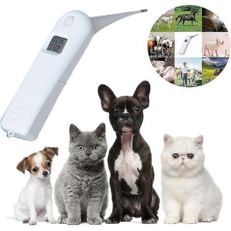 Thermomètre électronique pour animaux de compagnie, thermomètre pour chien, thermomètre vétérinaire numérique rapide pour animaux de compagnie (1/4)