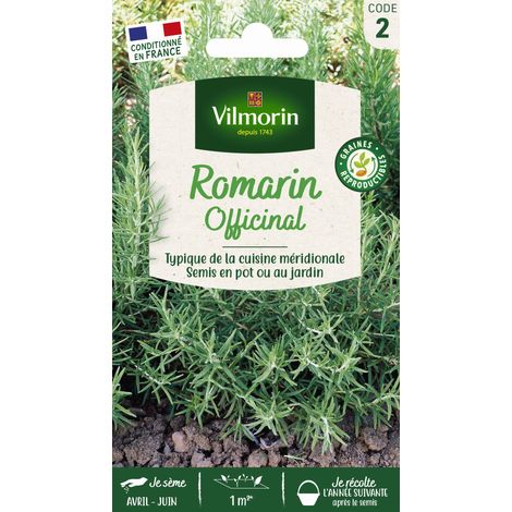 Romarin Officinal Vilmorin