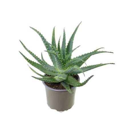 Aloe arborescens "Aloe padre Romano Zago" pianta officinale in vaso ø14 cm pianta grassa sempreverde MADE IN ITALY (1/5)