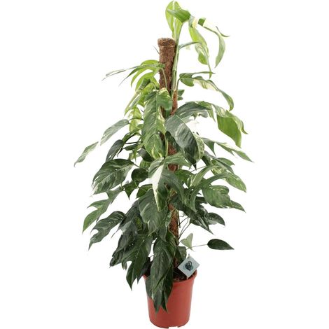 Epipremnum Pinnatum Albo Variegata Plante d'Intérieur Panachée Blanc et Vert Ø24 cm H125 cm - PANGIVO (1/4)