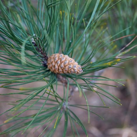 Pin noir Lemon Pearl - Pinus nigra Lemon Pearl Tige 20cm Pot 6L (1/5)