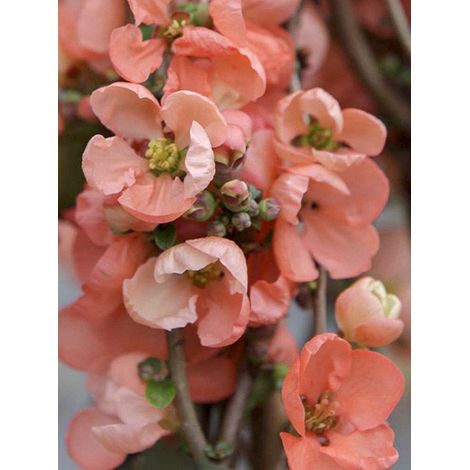 Cognassier du Japon 'Salmon Horizon' Pot de 2L/3L (1/2)