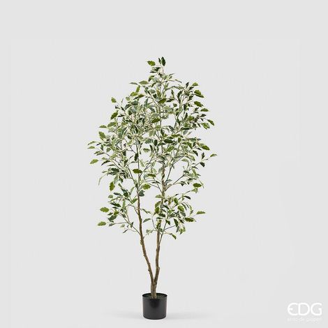 EDG Enzo De Gasperi Pianta Artificiale Ficus Vogue con Vaso H 150 Cm Verde Chiaro – Pianta Decorativa Realistica Design Moderno