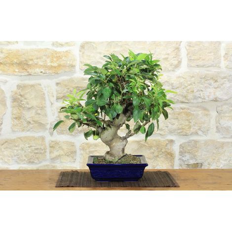 Bonsai di Melo da fiore (152) (1/5)