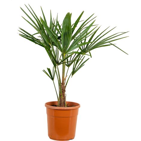 Bloomique - Trachycarpus Fortunei - Palmier éventail chinois - Palmier rustique - Plantes de jardin - Hauteur 70-90 cm - Pot 24 cm (1/5)
