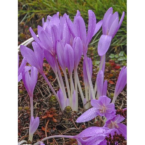 Colchique d'automne 'Lilac wonder' Bulbe calibre 20+ (1/2)