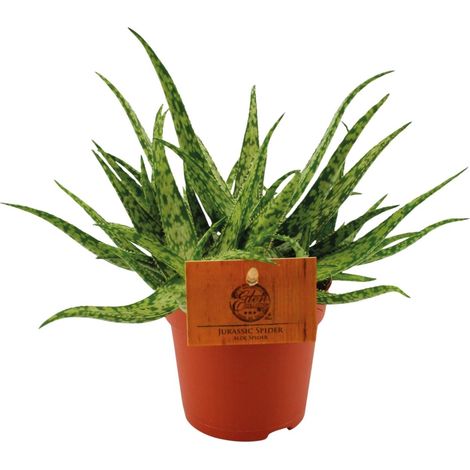 Aloe Spider - Plante Grasse Succulente Décorative - Ø10,5 cm - Hauteur 15 cm - PANGIVO (1/4)