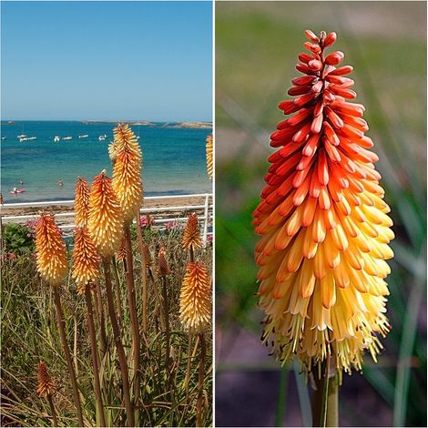 Semillas de Tritoma. Kniphofia Uvaria Mixed. 5 Gramos