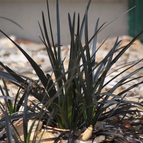 Barbe de serpent Nigrescens, Ophiopogon/Pot de 2L - 40/60 cm