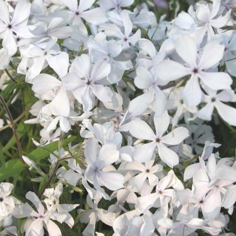 Phlox divariqué May Breeze/Godet